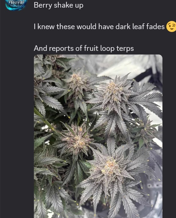 Source post showing a Berry Shake-Up plant with dark leaves and a note about fruit-loop terp reports