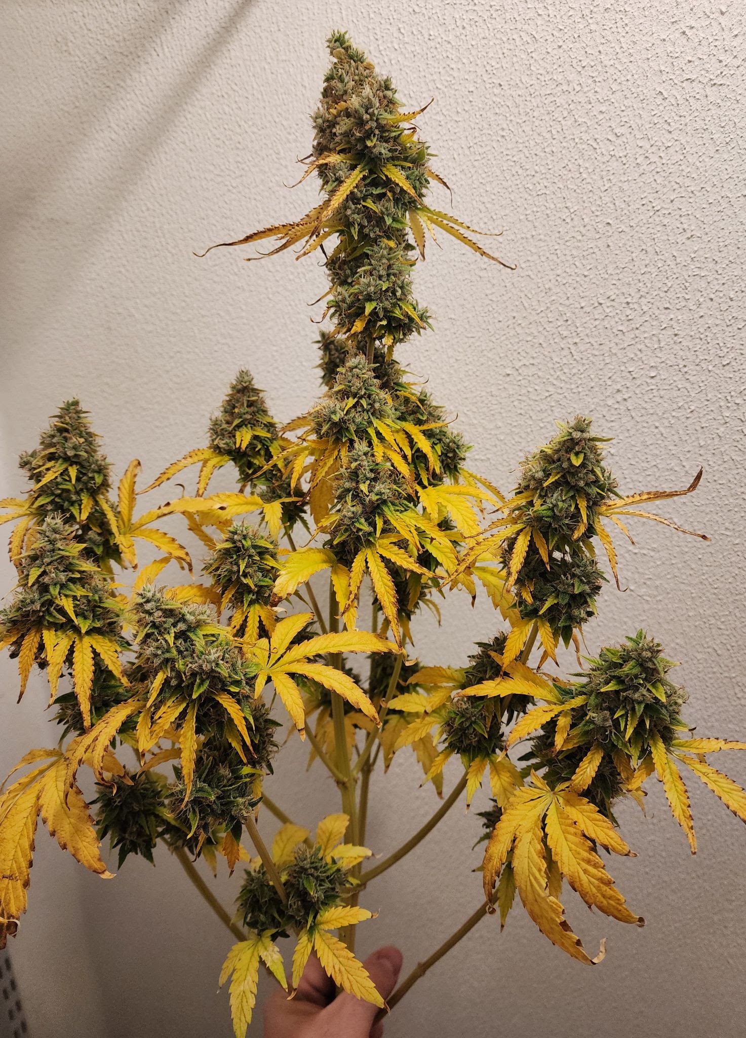 Full Candied Zamango plant with dense flowers and a yellow late-flower fade