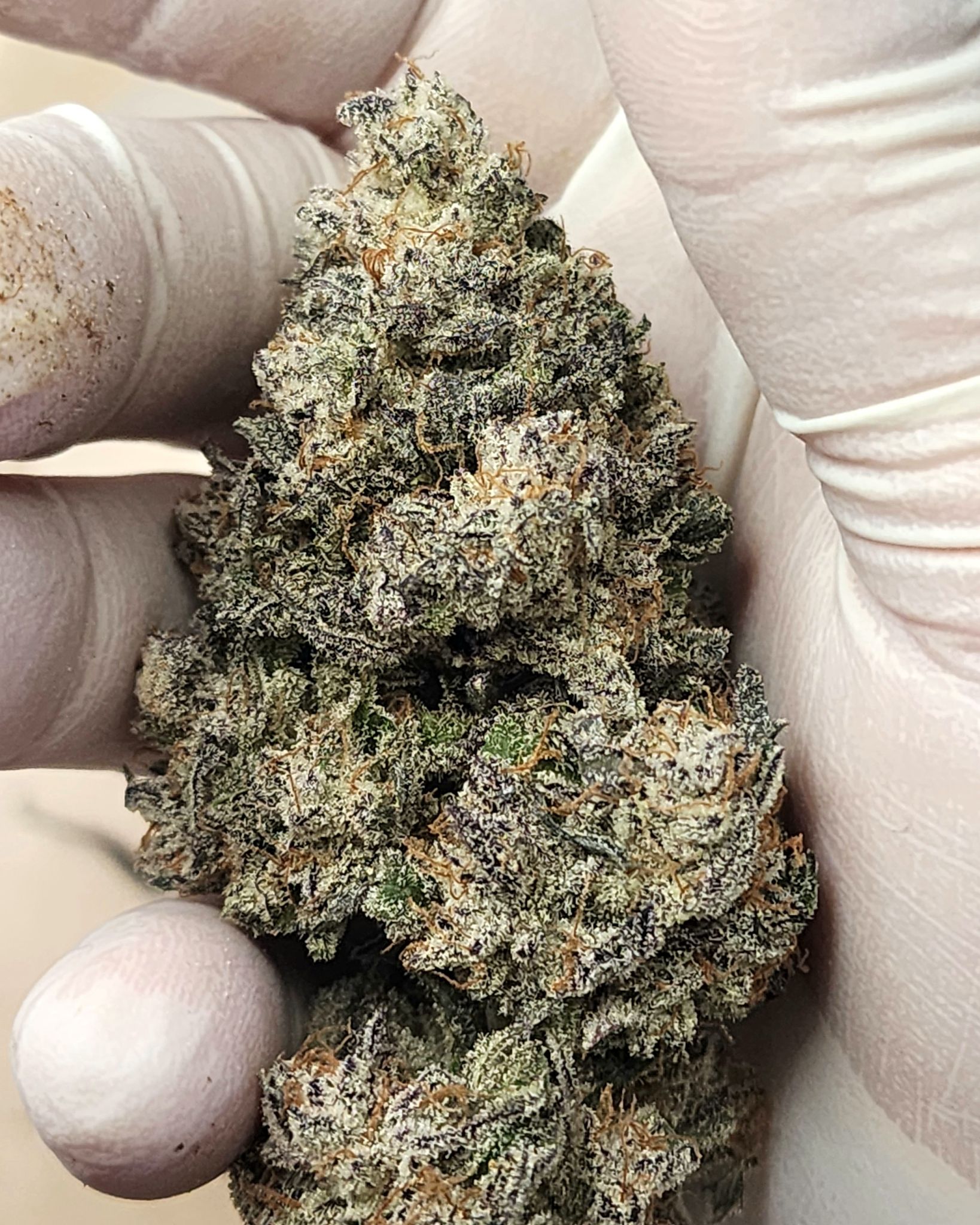Hand holding a dense frost-covered Candy Smash flower