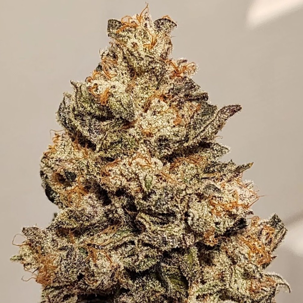 Close view of a dried Candy Smash flower with orange pistils