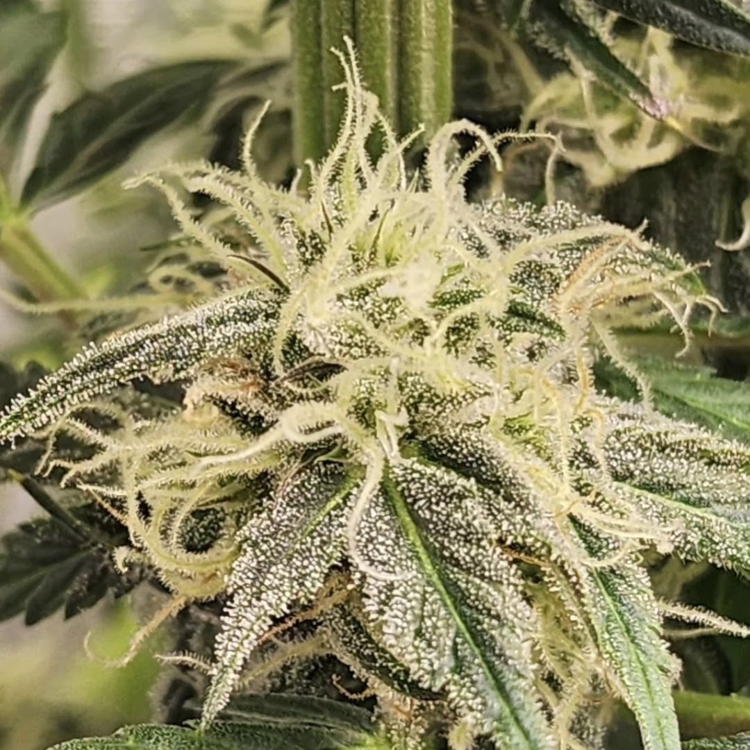 Candy Smash flower covered in trichomes on the plant
