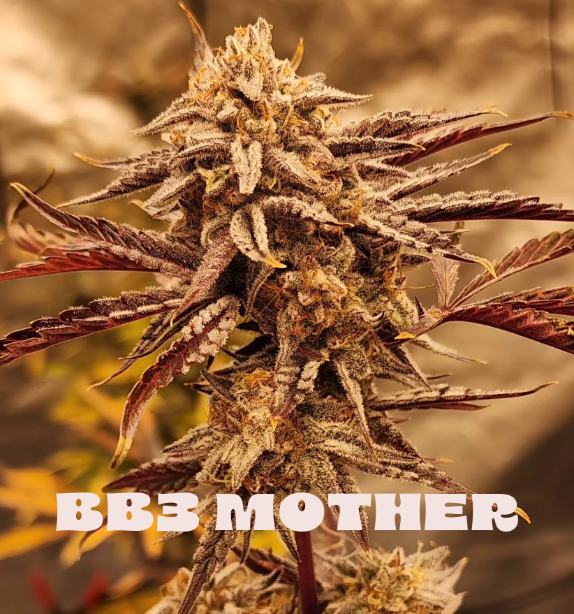 Bruce Banner #3 mother plant used to make Candy Smash