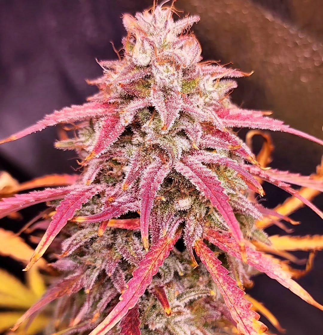 Checkered Cookies flower with a heavy frost coating and red-purple leaves