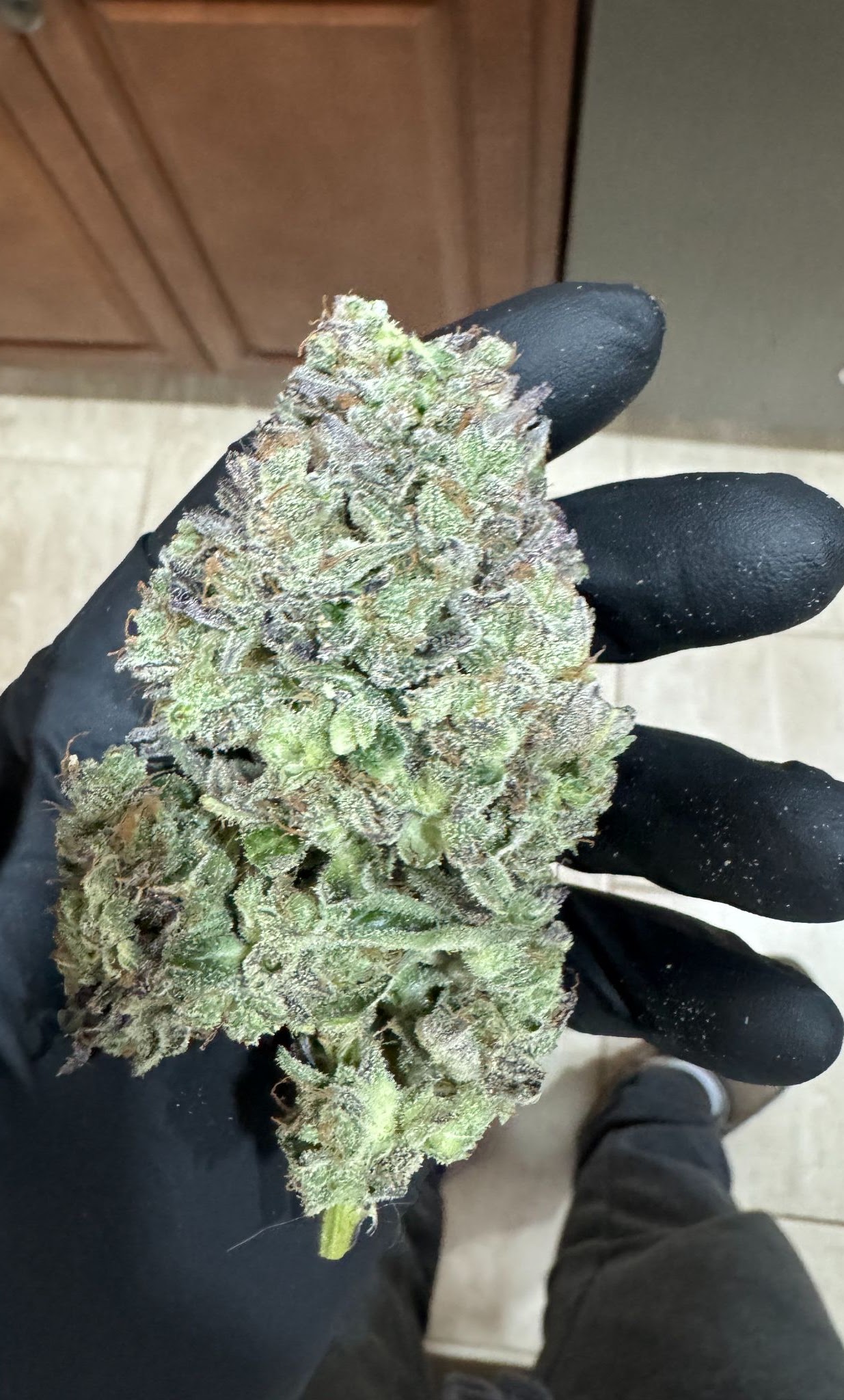 Large cured Checkered Cookies flower held in a black glove