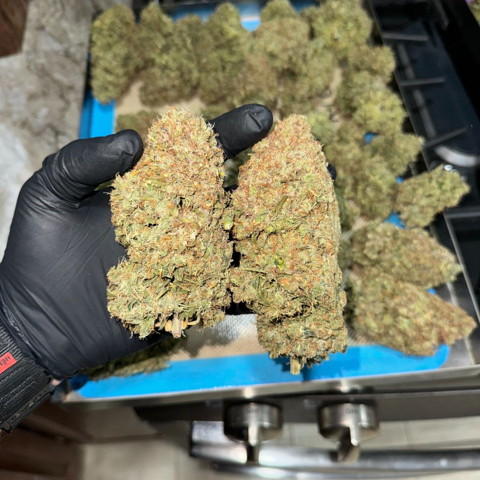 Two dense harvested Checkered Cookies flowers held over a trimming tray
