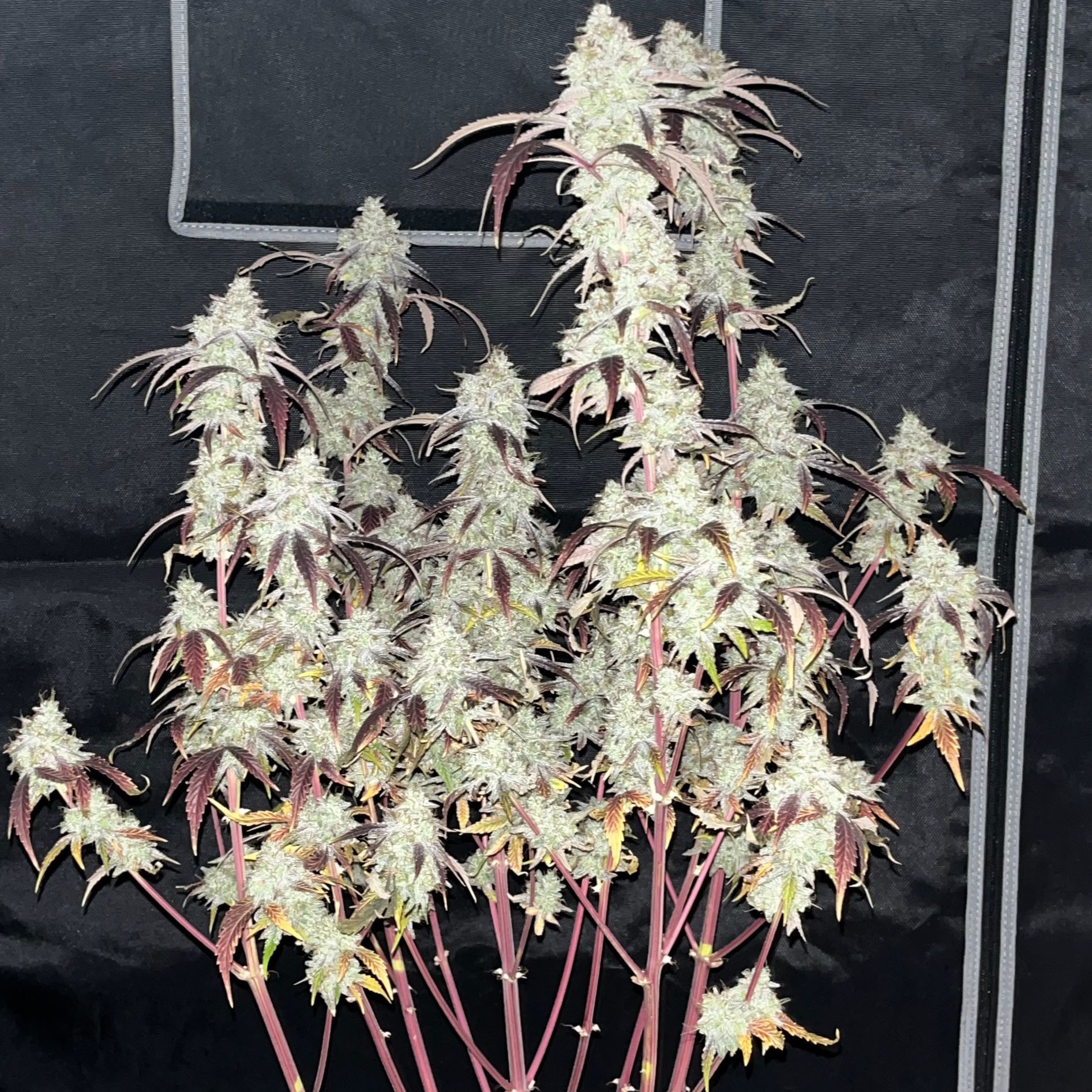 Wide Checkered Cookies plant with pale flowers and dark red stems