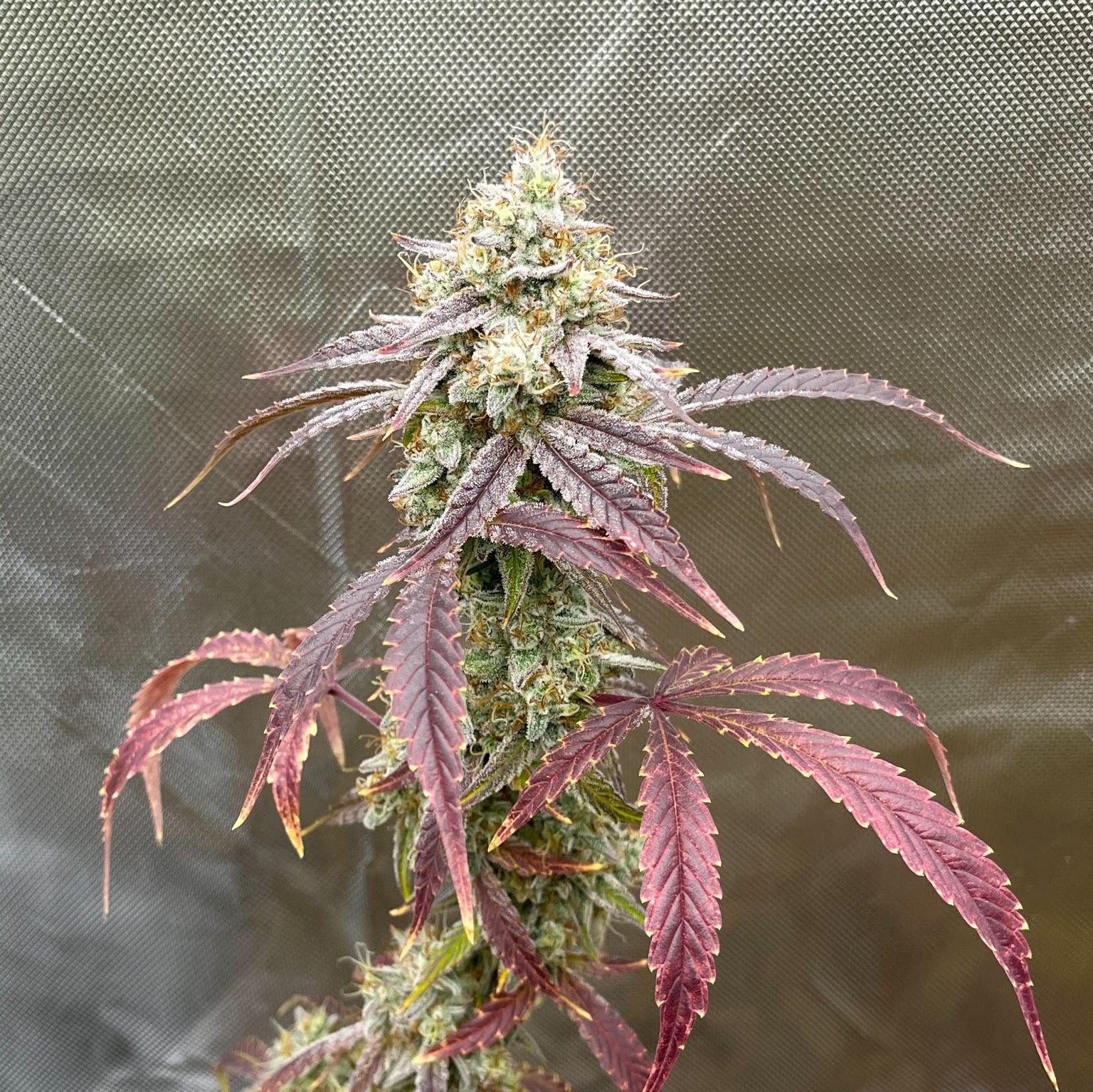 Tall Checkered Cookies plant fading purple late in flower