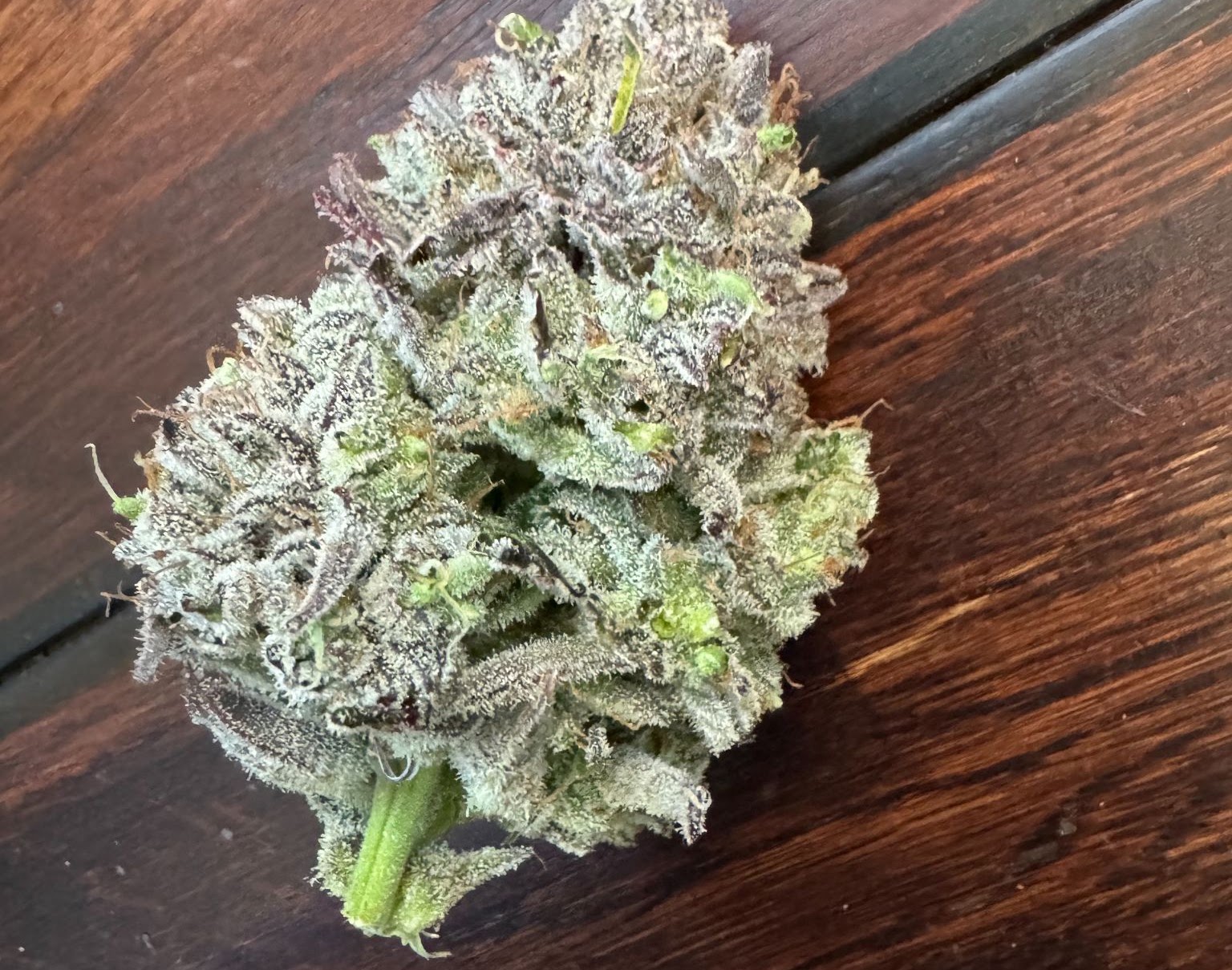 Dense resin-coated Checkered Cookies flower after harvest
