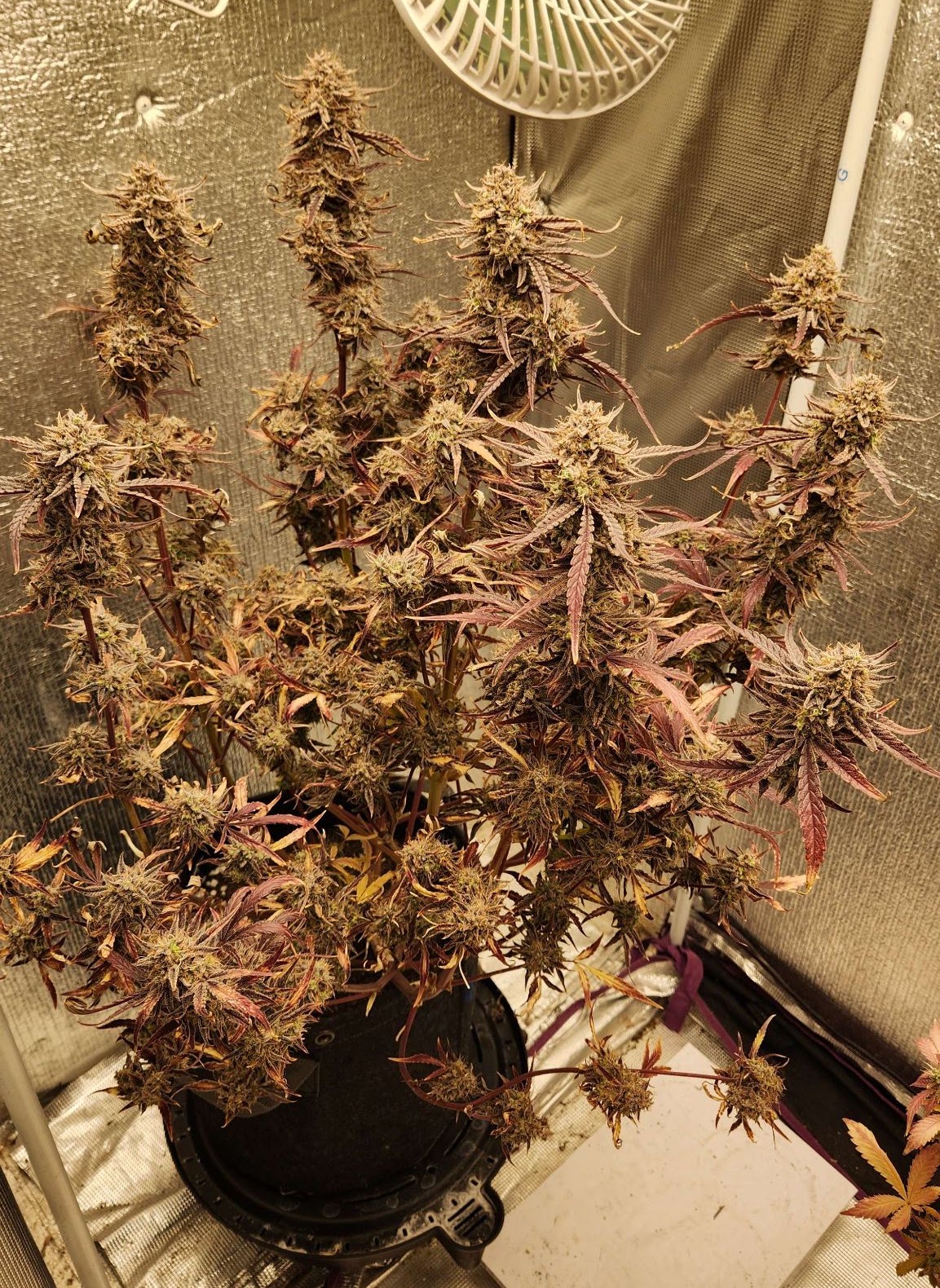 Checkered Cookies plant with a dark red late-flower fade