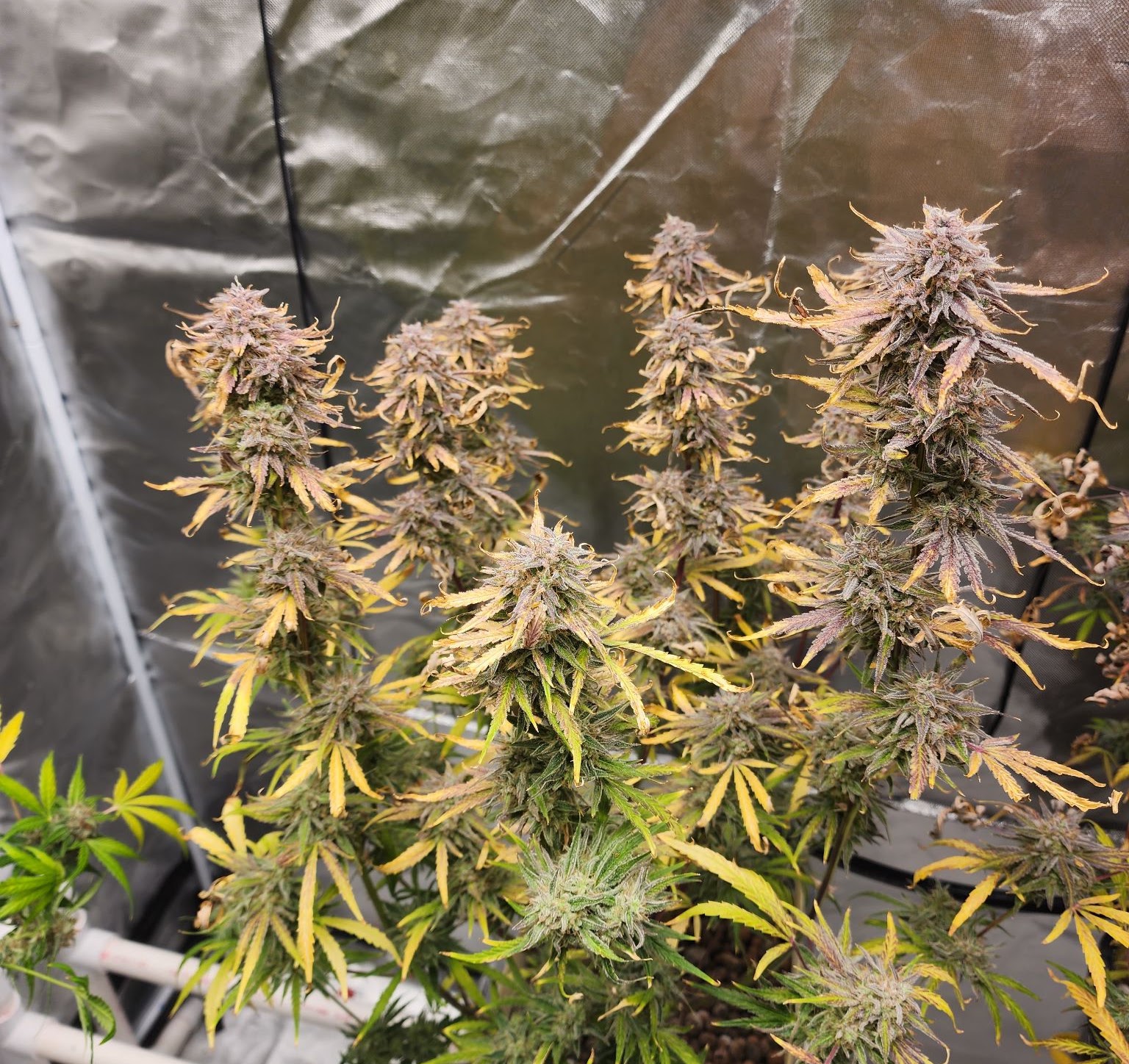 Multi-cola Checkered Cookies plant finishing in an indoor grow tent