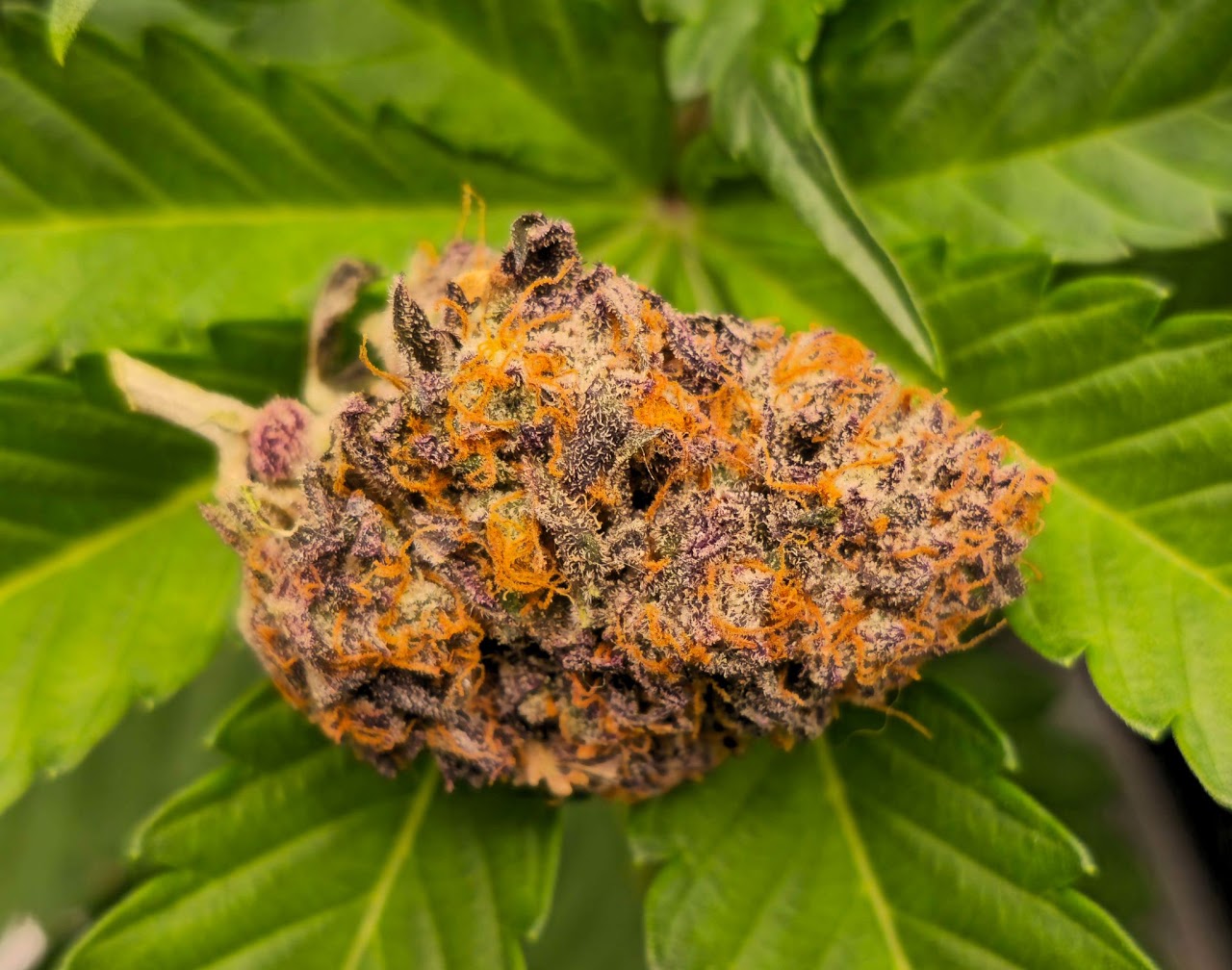 Harvested Cherry Bangarang flower resting against green leaves
