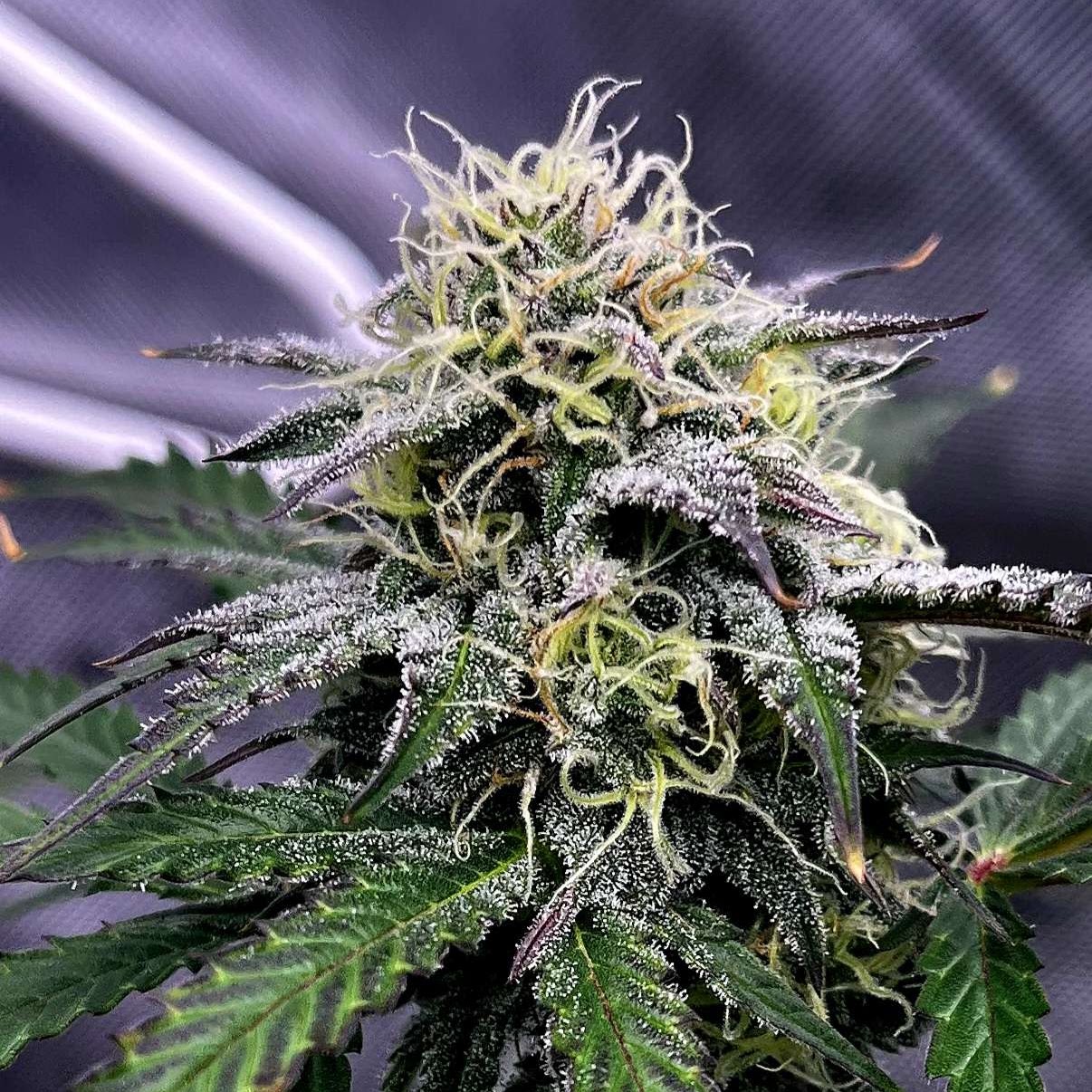 Cherry Bangarang flower with purple-tipped sugar leaves under grow lighting