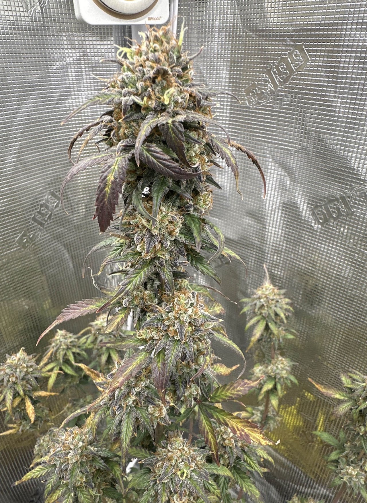 Tall Cherry Bangarang plant finishing in an indoor grow tent
