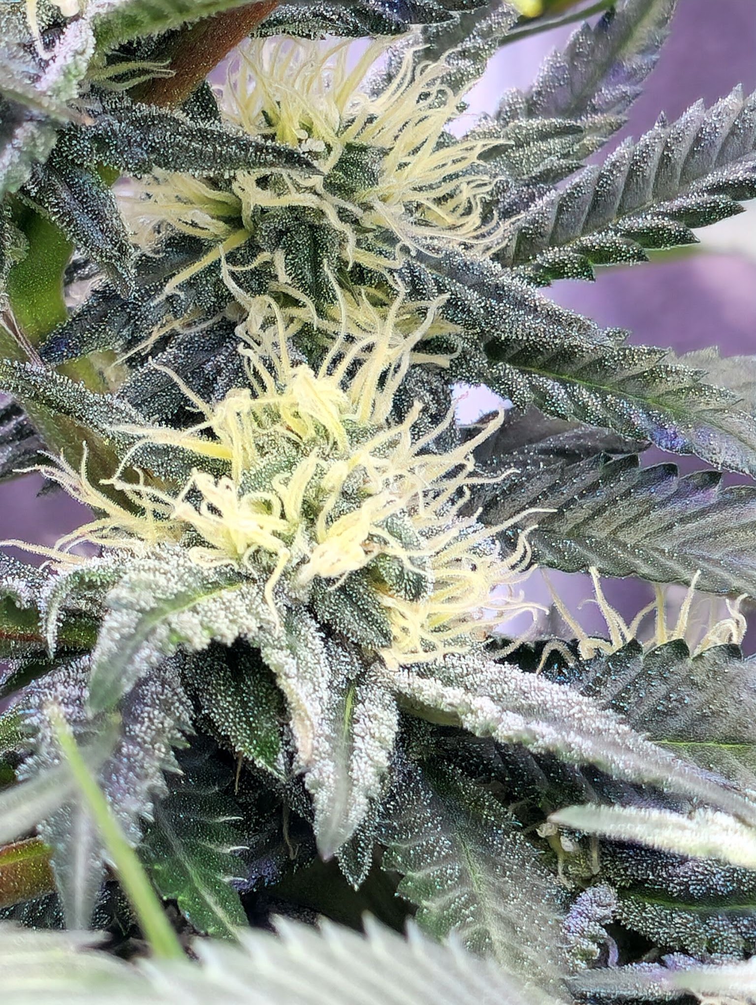 Cherry Cookie Smash plant flowering indoors with pale pistils and resin-covered leaves