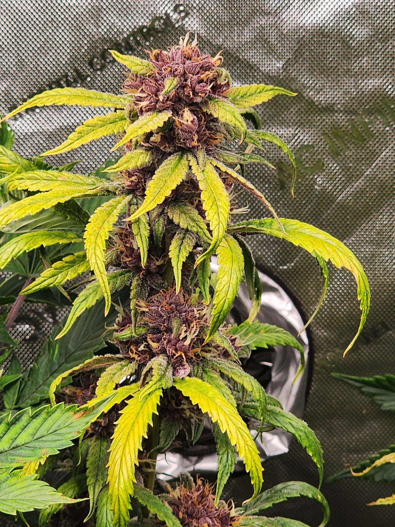 Cherry Tangarang branch with dark purple flowers and yellow-green leaves