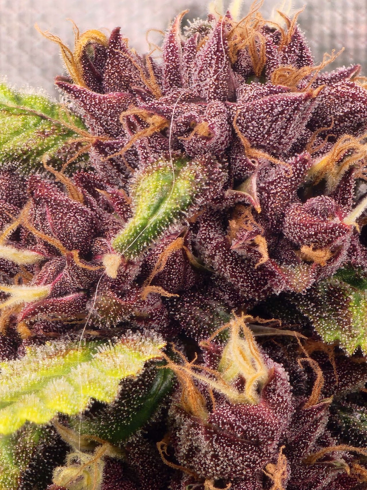 Close view of a dark purple Cherry Tangarang flower coated in trichomes