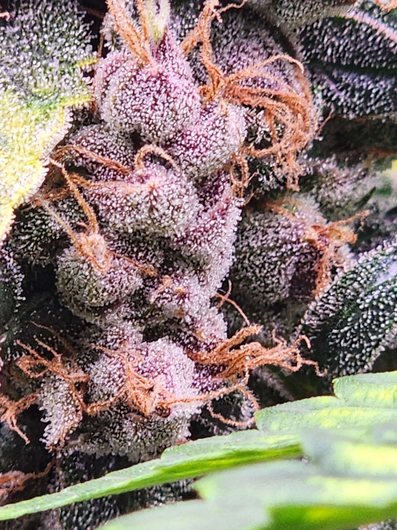 Resin-coated Cherry Tangarang flower with purple leaves and orange pistils