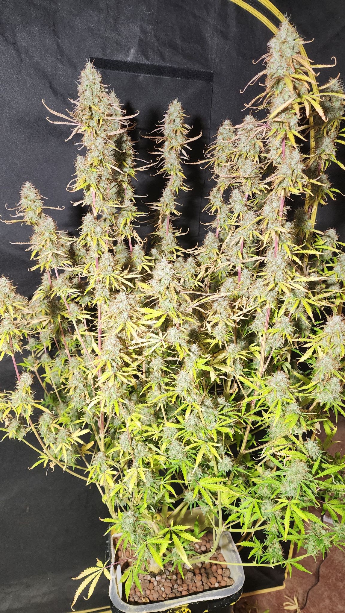 Tall, branching ExperiMint 626 plant with long spear-shaped flowers