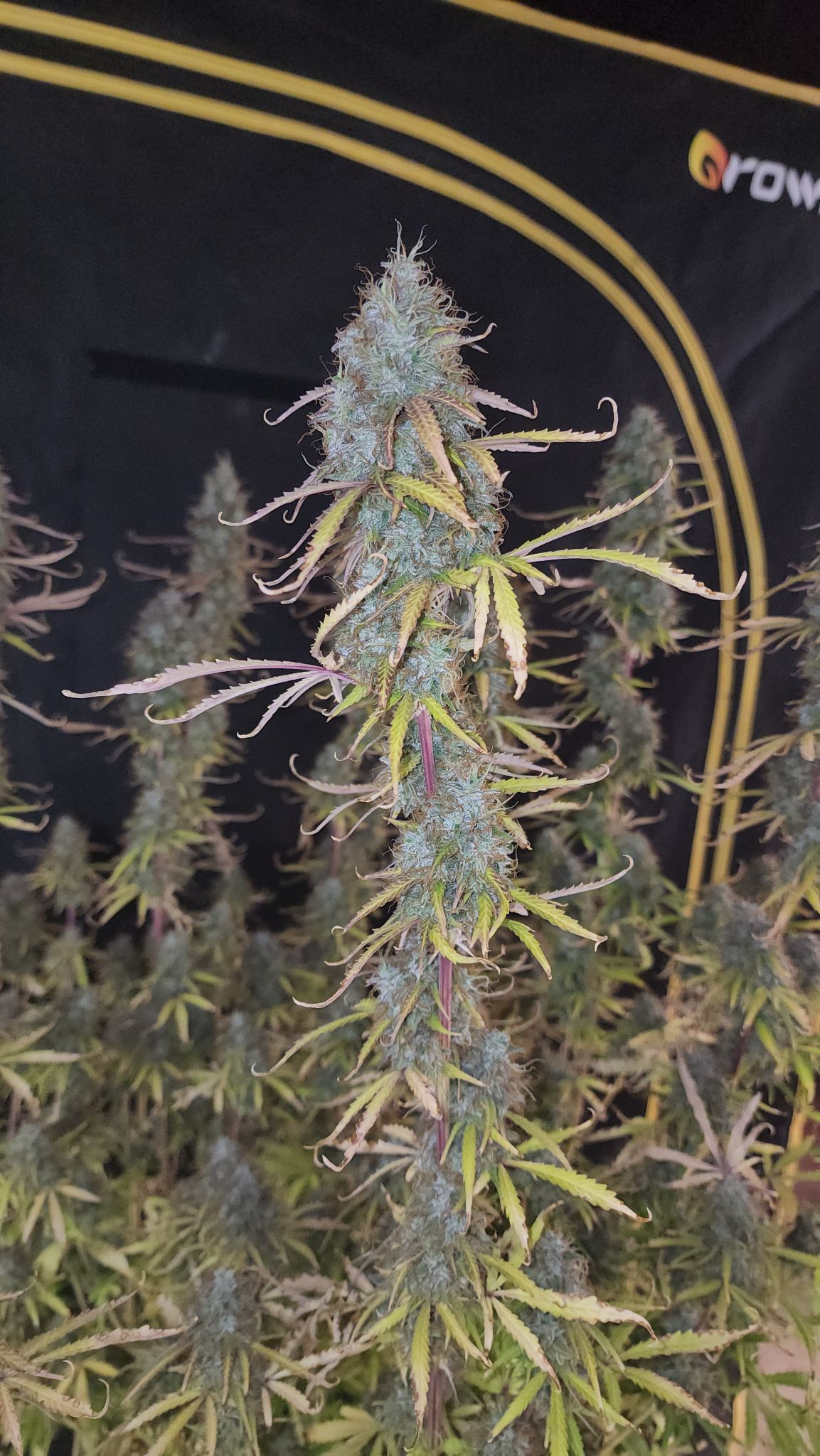 Tall ExperiMint 626 plant flowering inside a grow tent