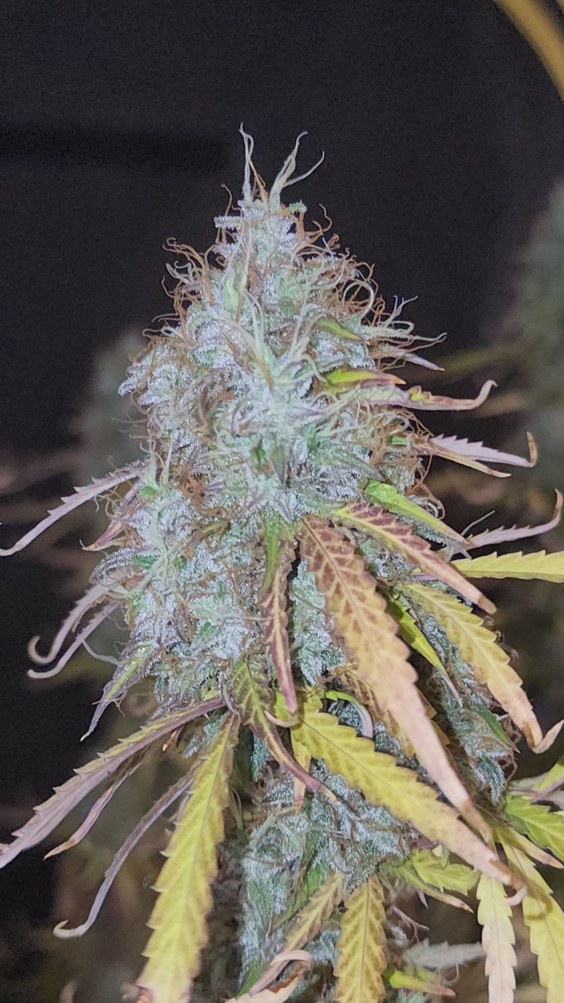Close view of a long ExperiMint 626 flower with narrow leaves