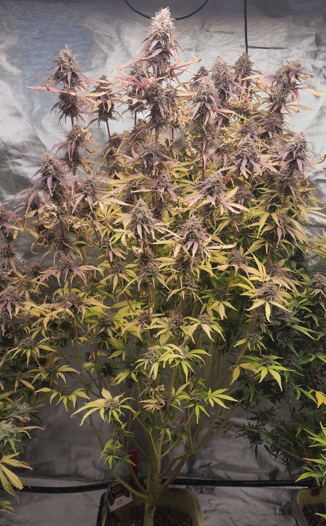 Full Iced Haterade plant with purple flowers and a dark late-flower fade