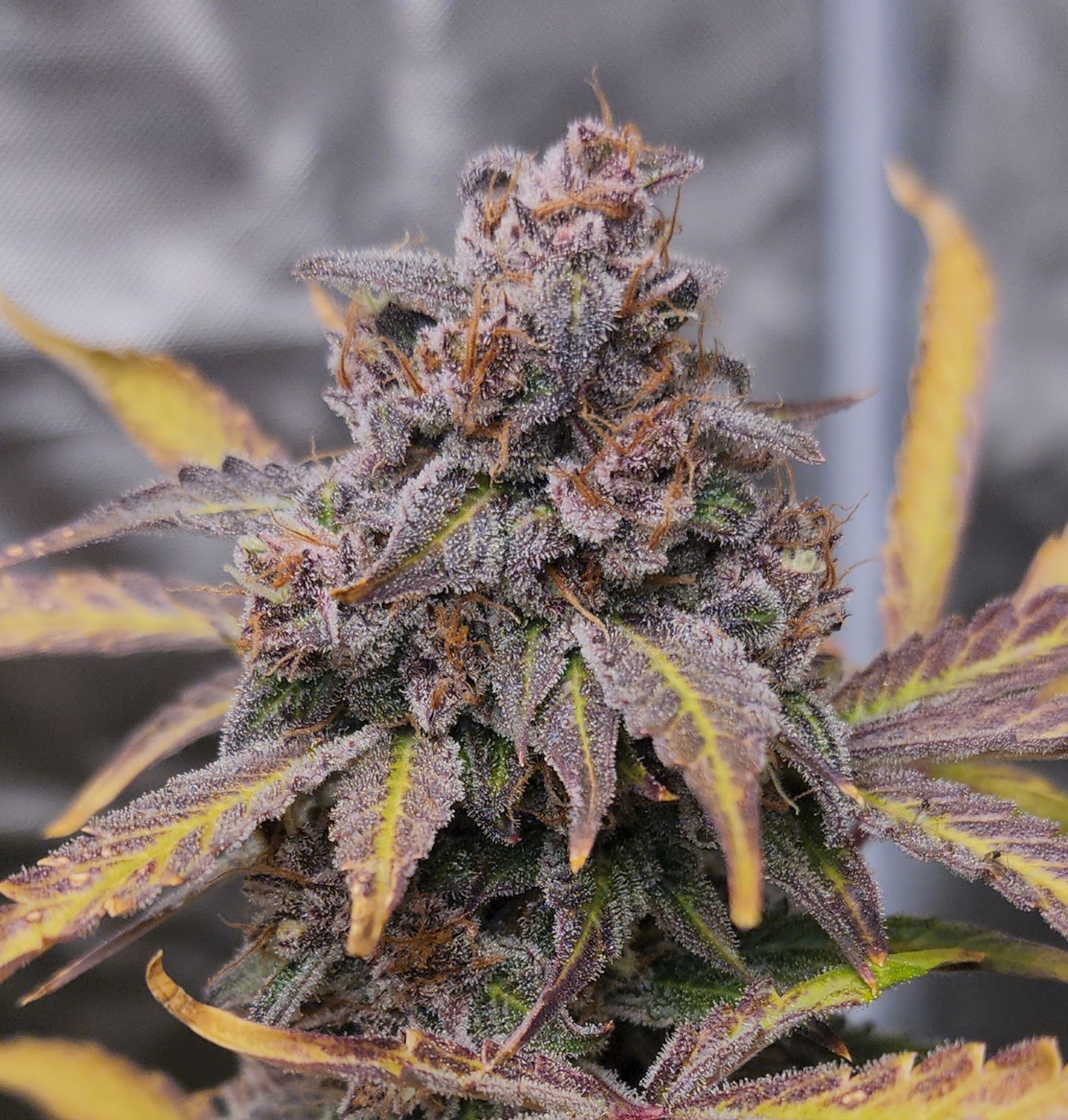 Dense Iced Haterade flower with purple leaves and a heavy frost coating