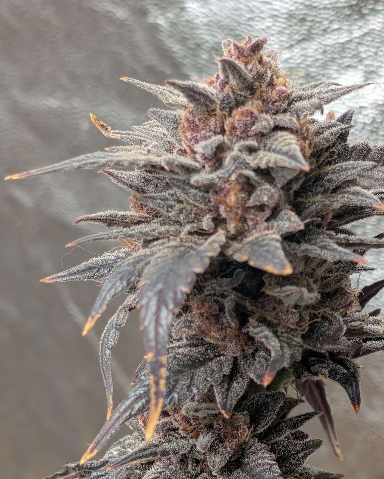 Dense Nebula Punch cola with dark purple leaves and heavy frost