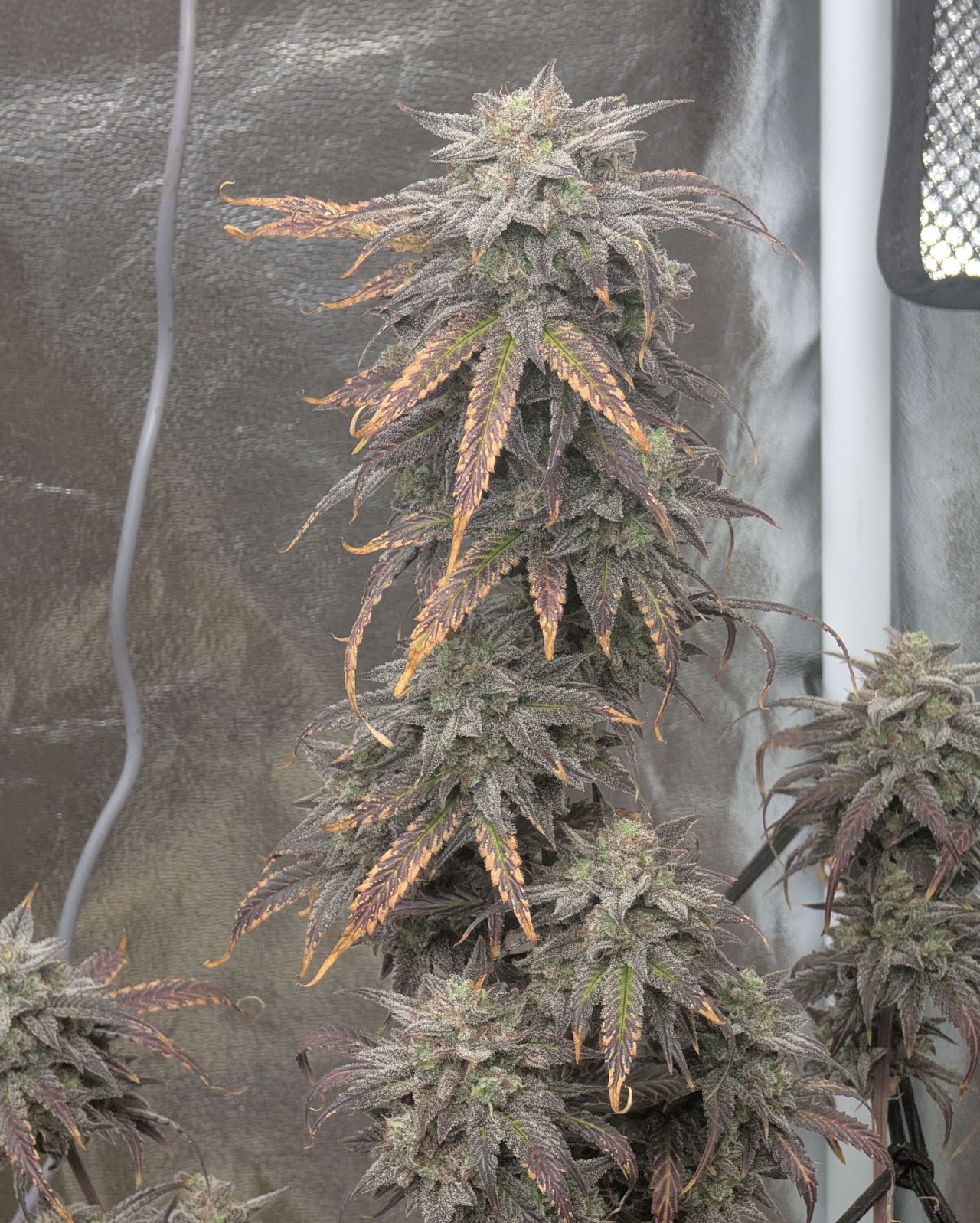 Tall Nebula Punch plant with dark flowers and purple-fading leaves