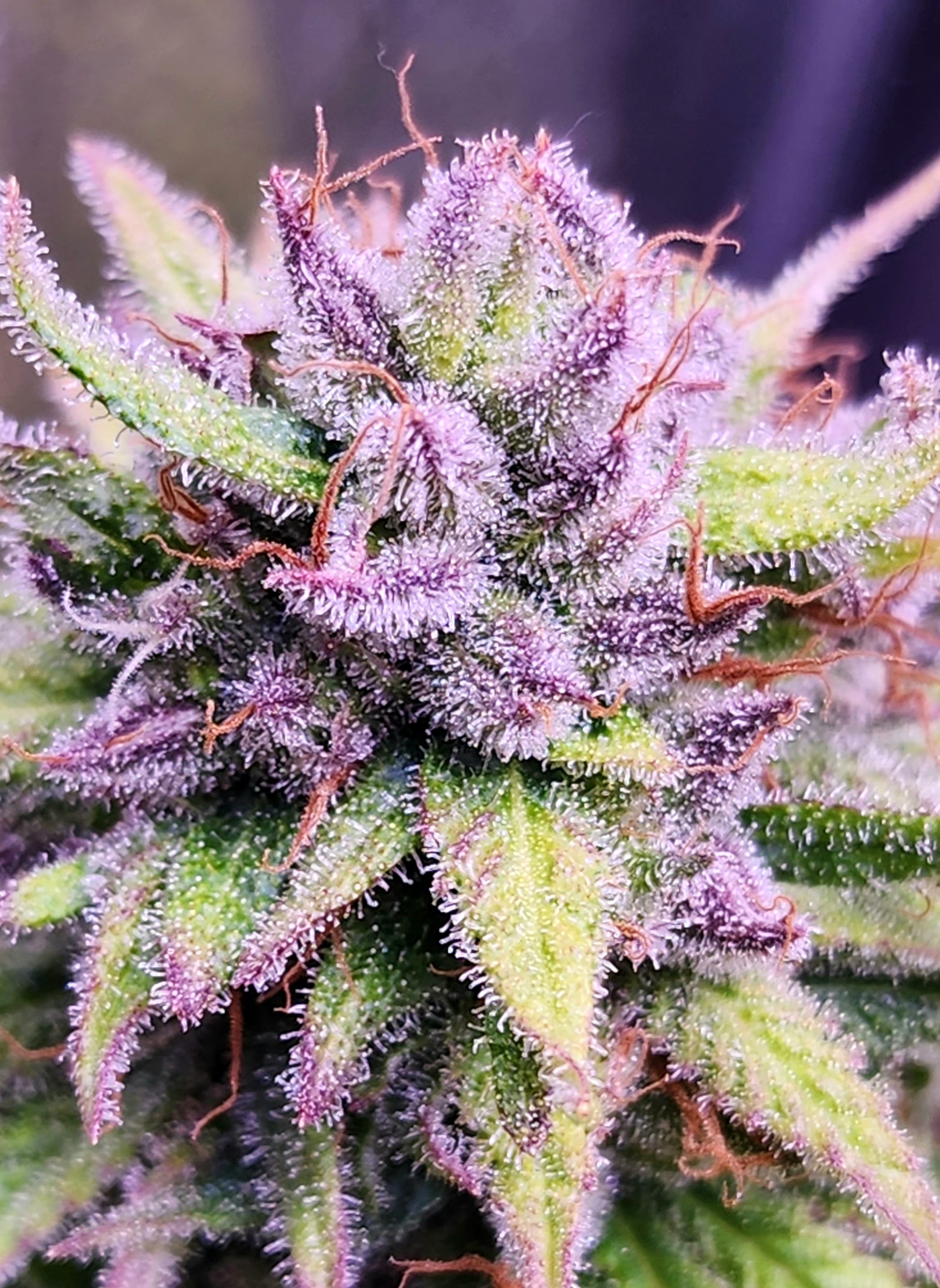 Seeded Pineapple Fumes flower with pink and purple resin-coated leaves