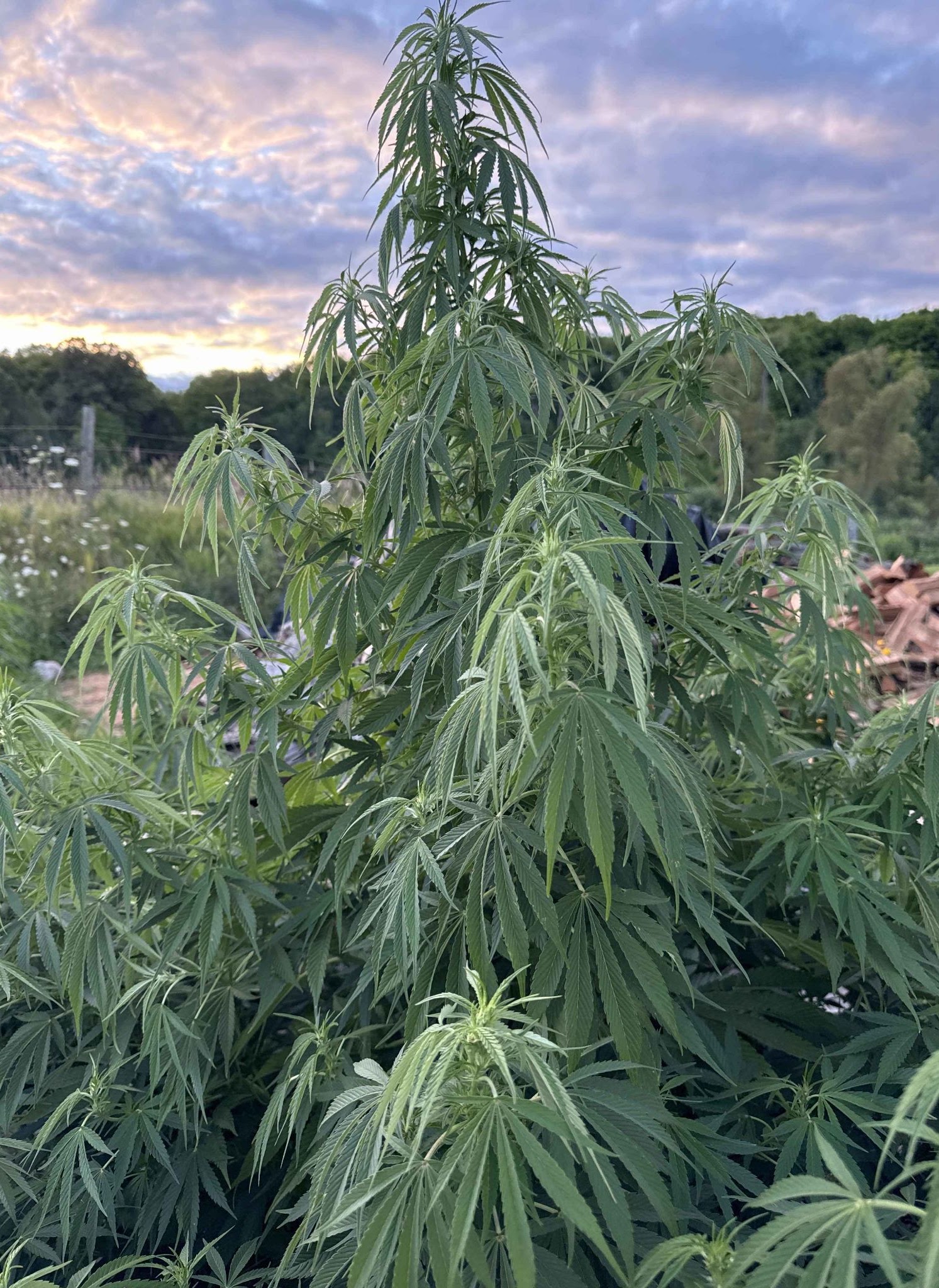 Tall green Pineapple Fumes plant growing outdoors