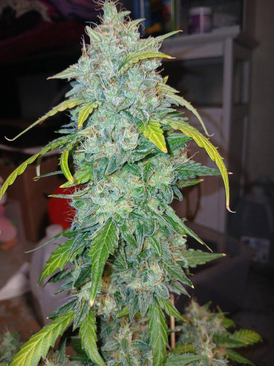 Pineapple Squishee tester plant with a tall central flower