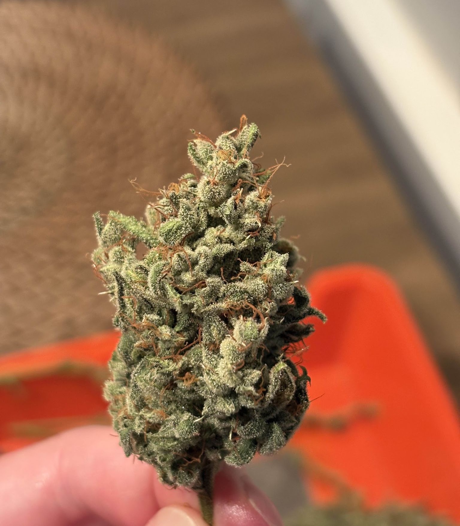 Hand holding a dried Pineapple Treat flower
