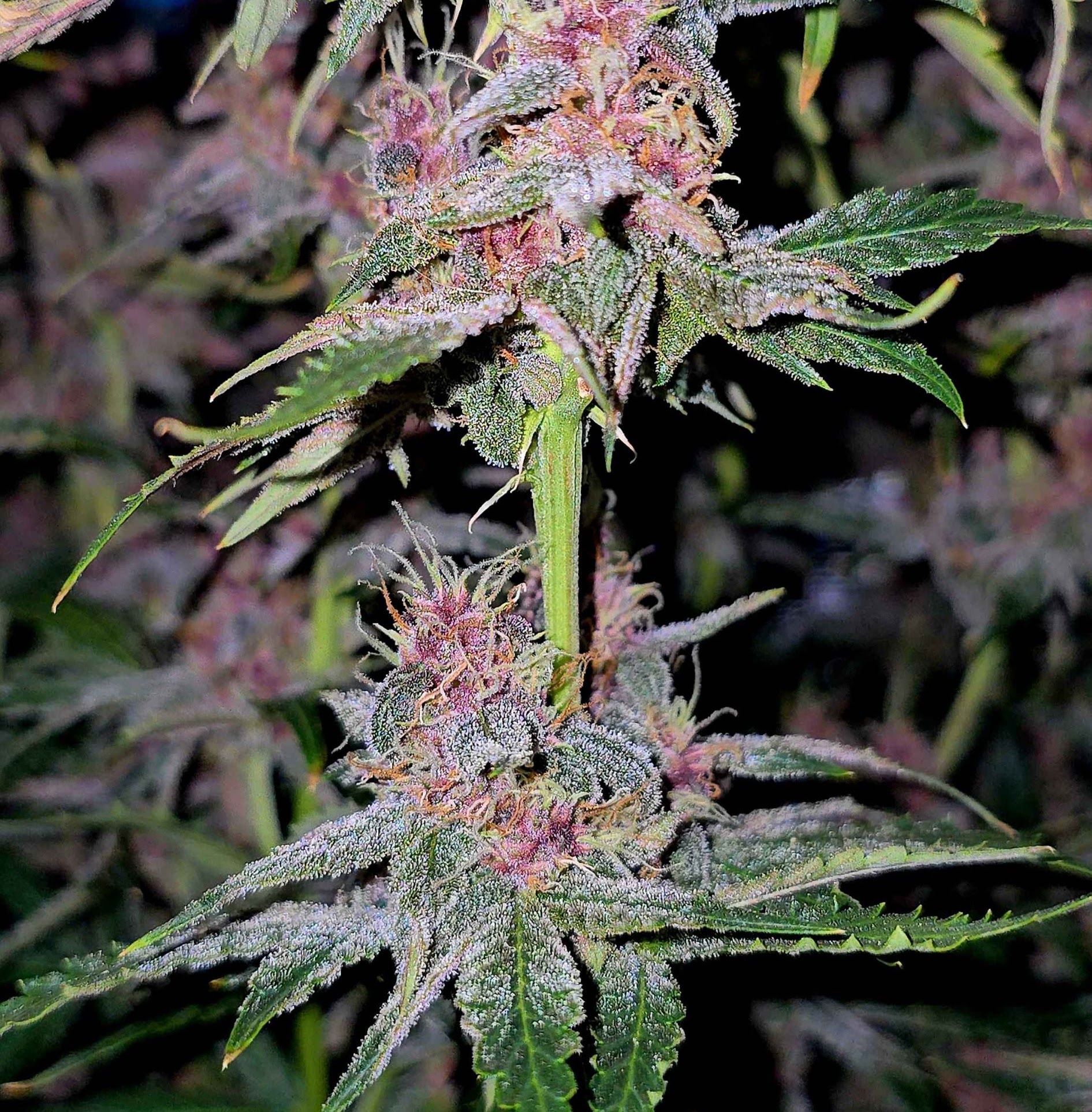 Pineapple Treat plant with dense pink and purple flowers