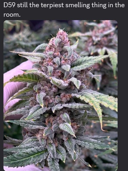 Community photo of a pink and purple Pineapple Treat plant at day 59