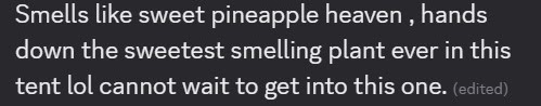 Anonymized community review describing Pineapple Treat's sweet pineapple aroma