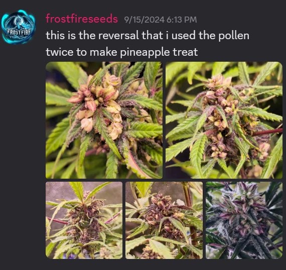 Discord post showing the Pineapple Treat reversal used for pollination