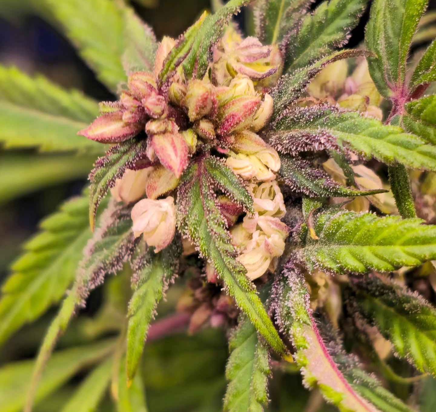 Close view of a pink Pineapple Treat flower