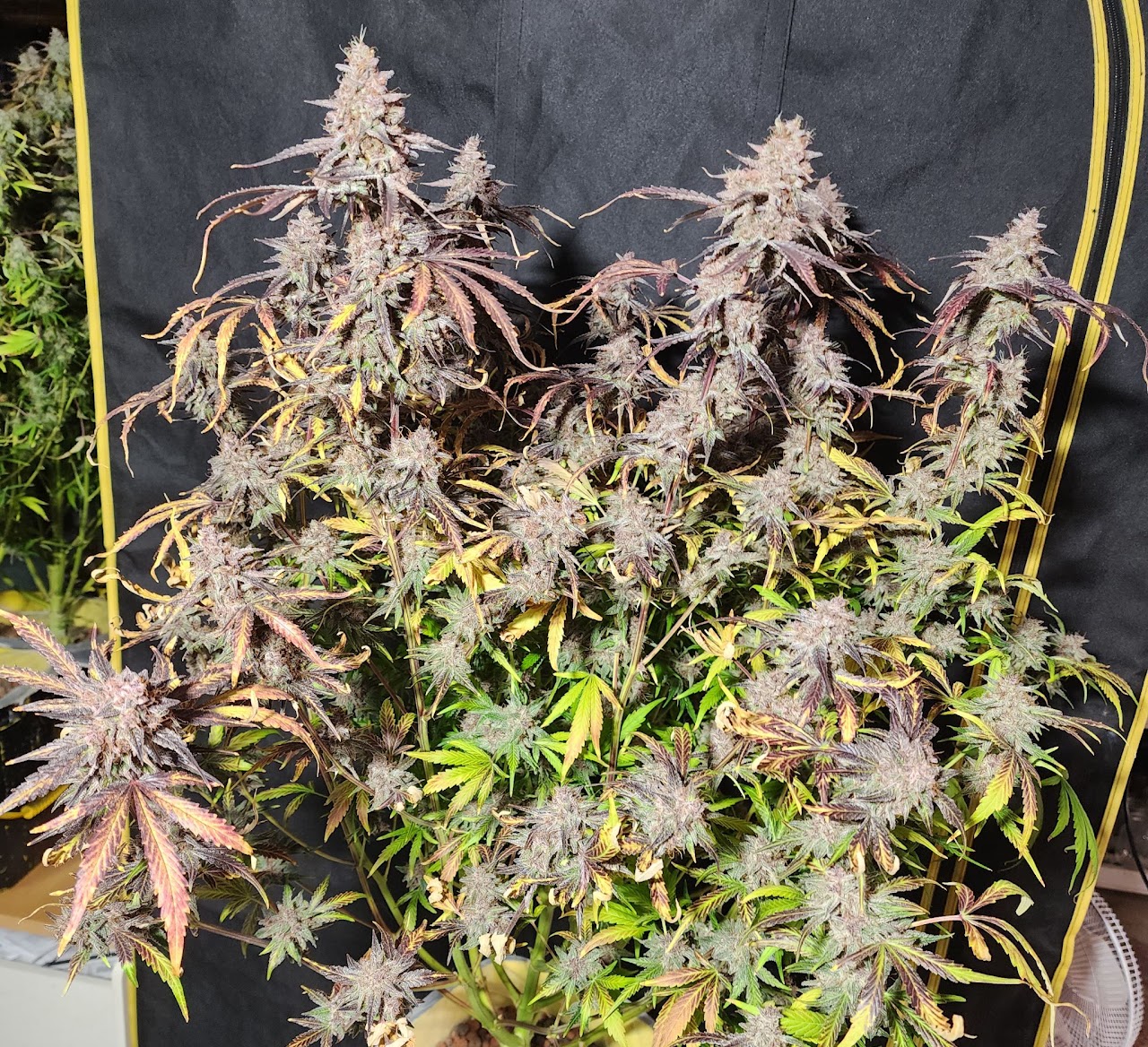 Full Sour Froyo plant fading purple, yellow, and green late in flower
