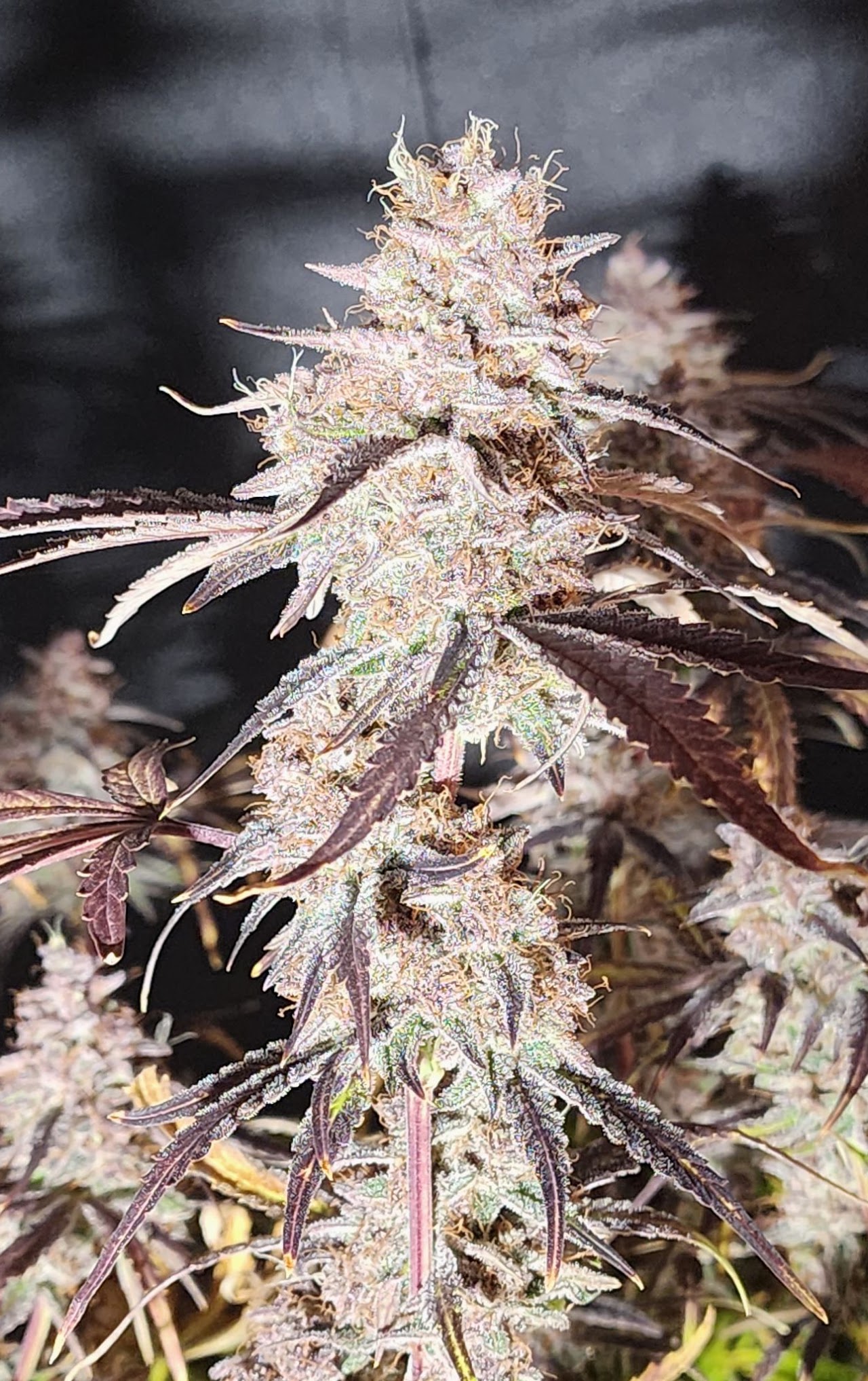 Sour Froyo cola with pale frost and dark purple leaves