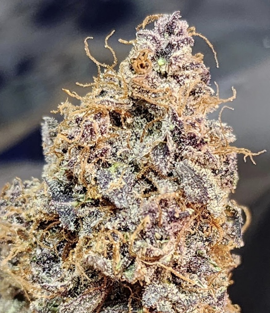 Close view of a dark purple Sour Froyo flower coated in trichomes