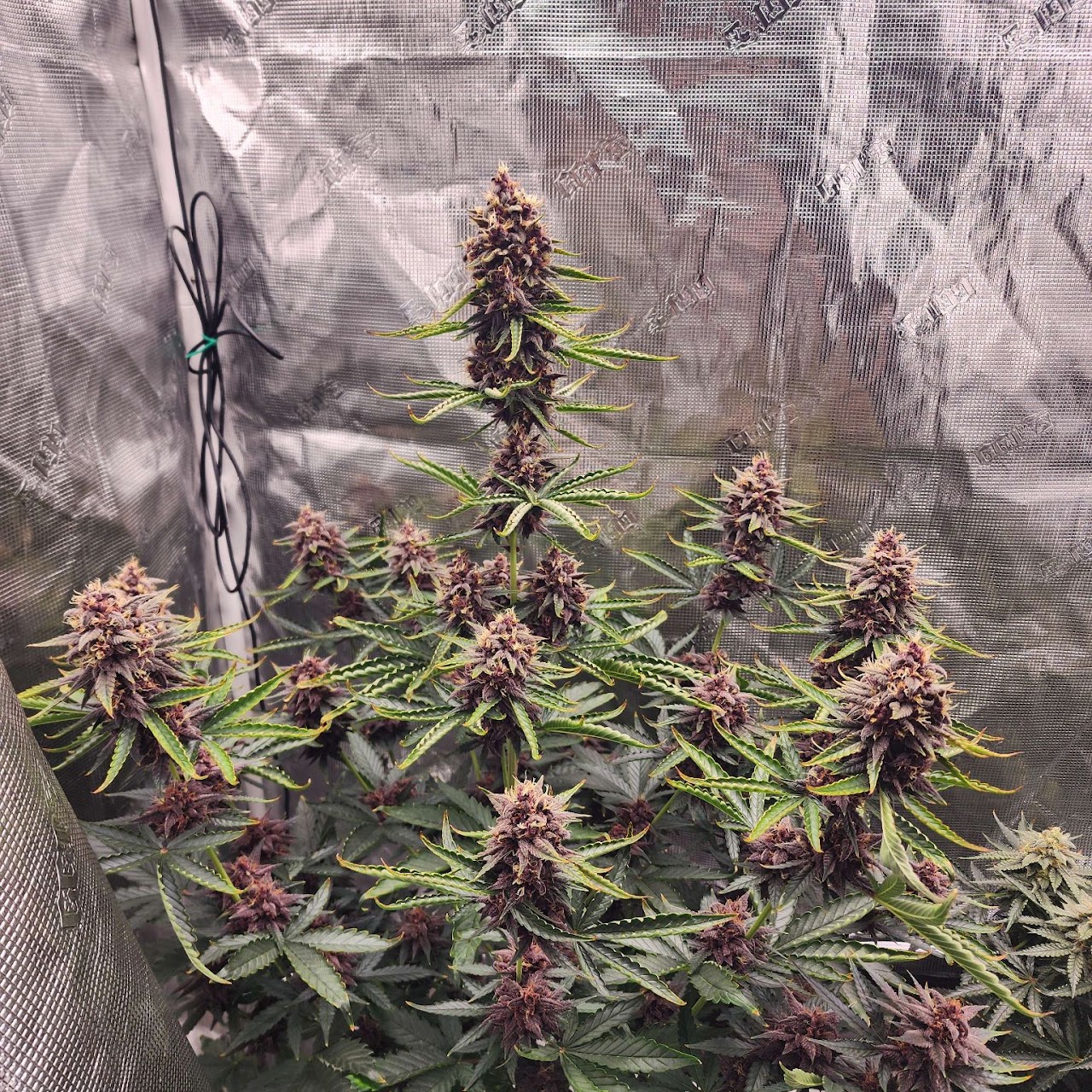 Large StormBerry plant with many deep-purple colas in a grow tent