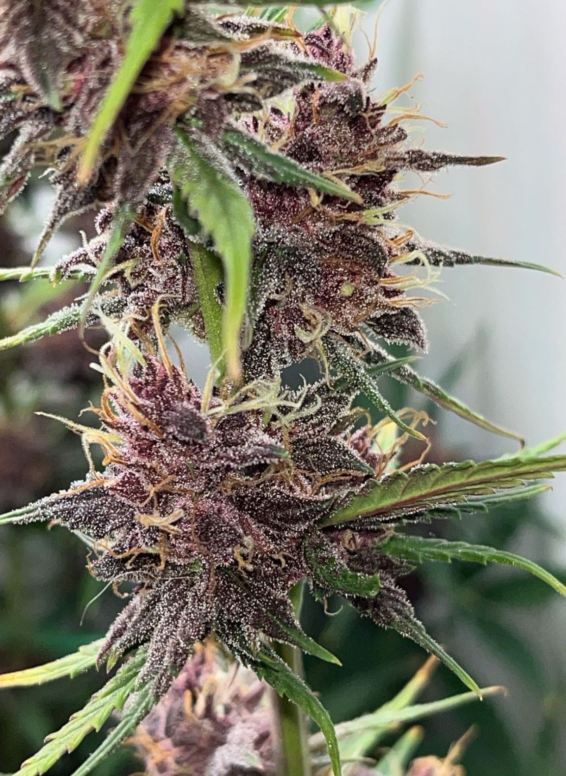 Close view of deep-purple StormBerry flowers on a branch