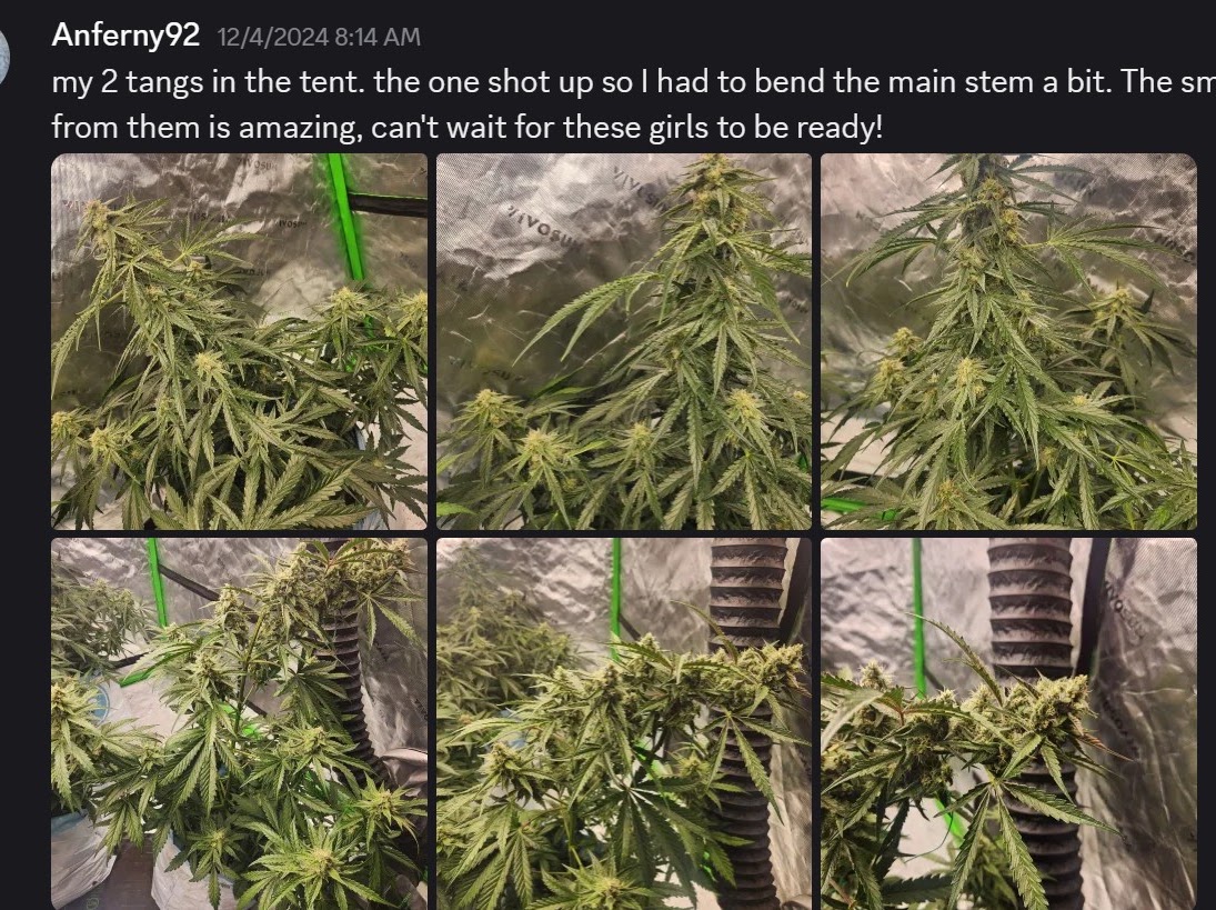 Discord grower collage showing multiple Tangarang plants flowering in a tent