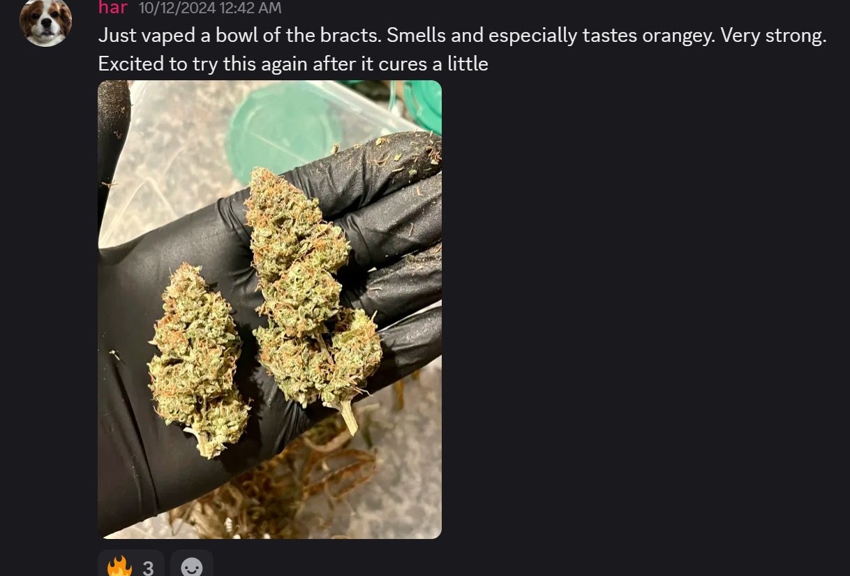Discord grower post showing two harvested Tangarang flowers held in a glove