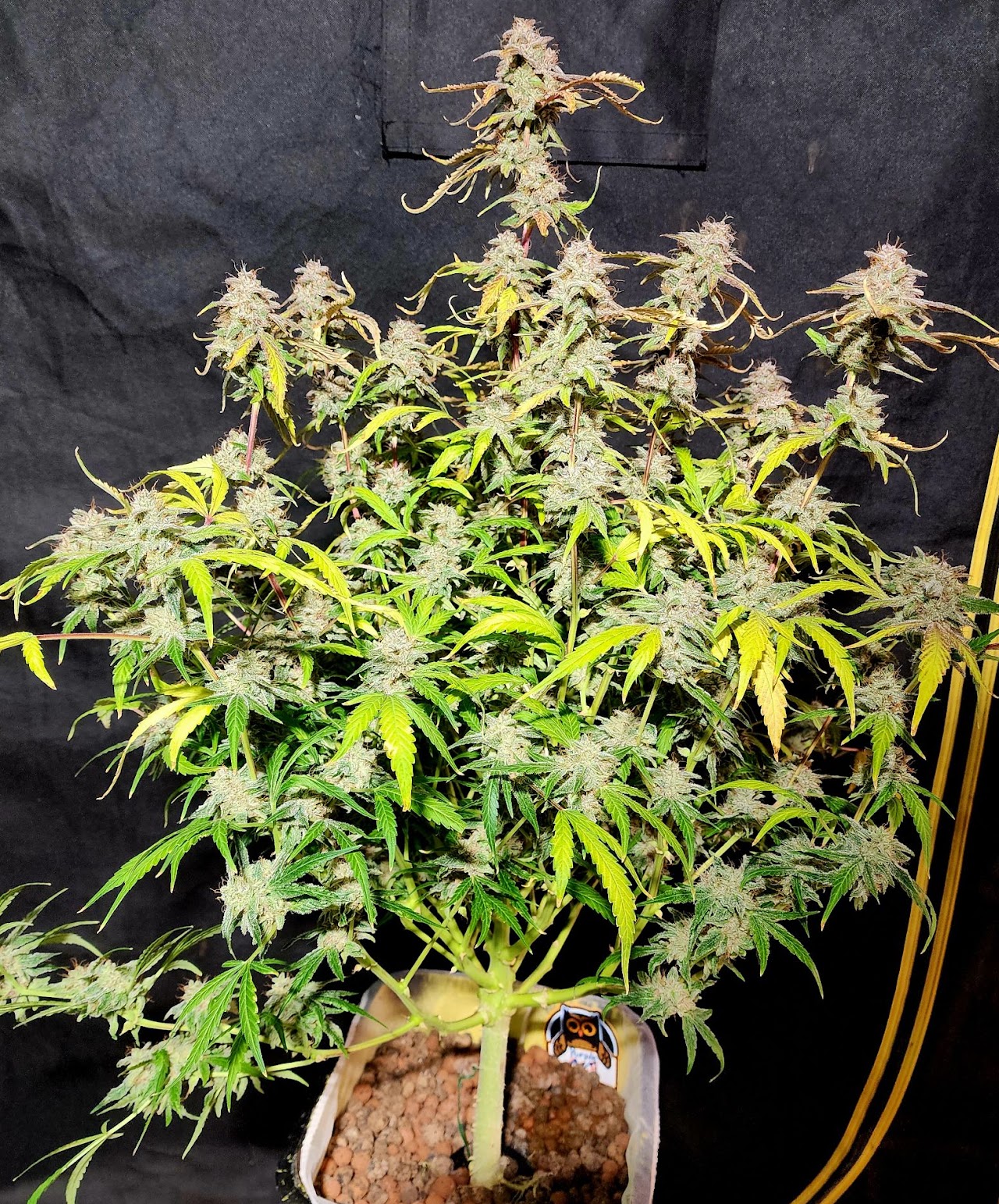 Full TropICK Punch plant with many flowering branches in a grow tent