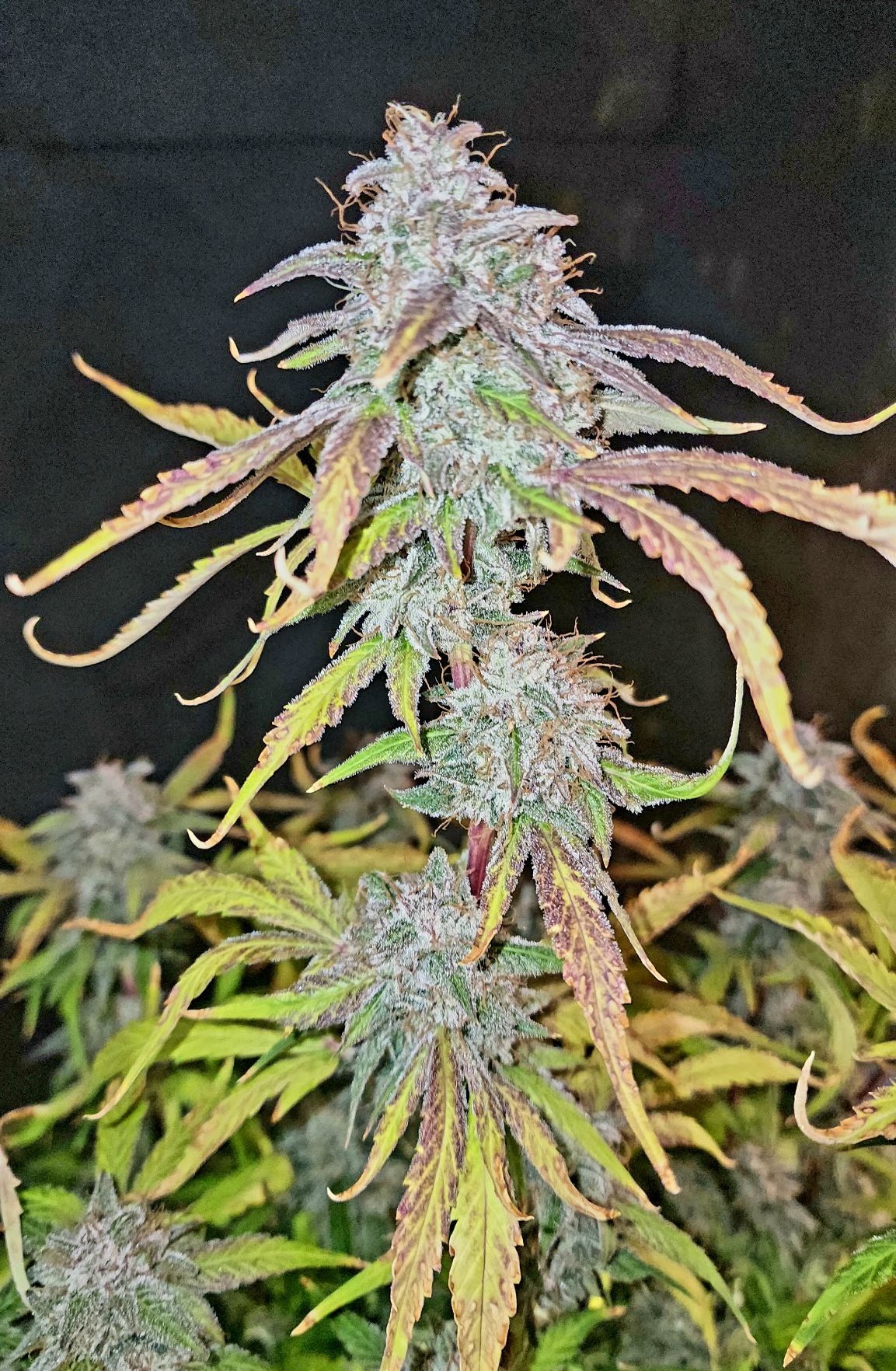 Tall TropICK Punch cola with purple flowers and fading leaves
