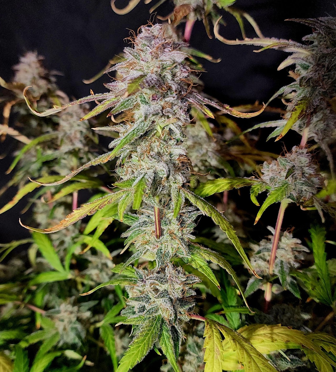 Resin-coated TropICK Punch cola with green and purple leaves