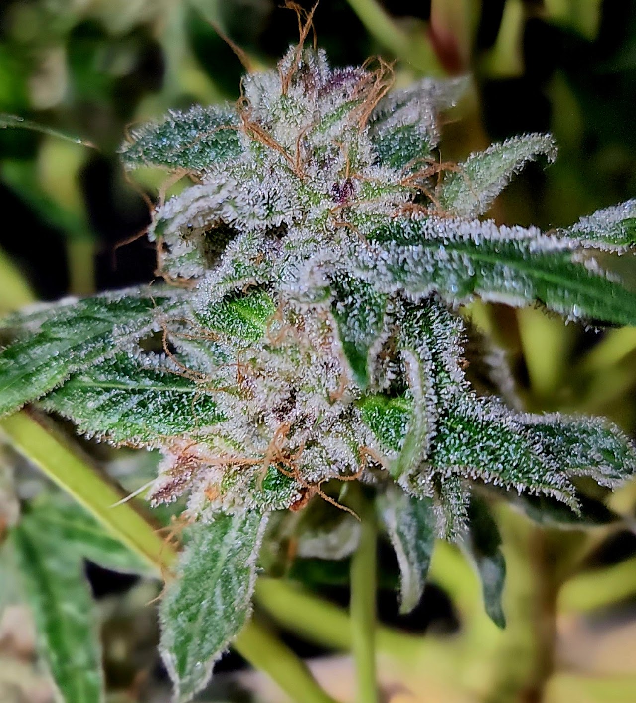 Close view of a frosty TropICK Punch flower with purple highlights